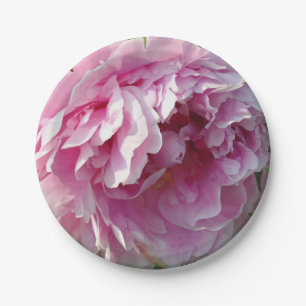 Rosa Blume Rosa Blütenpink Rosa Pink Peonies Pappteller