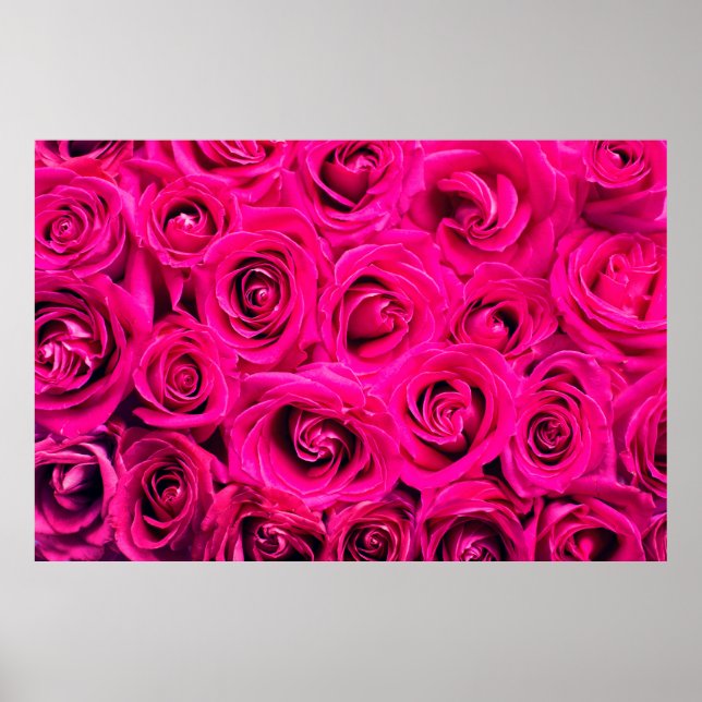 Rosa Blume Rose Hintergrund Poster (Vorne)