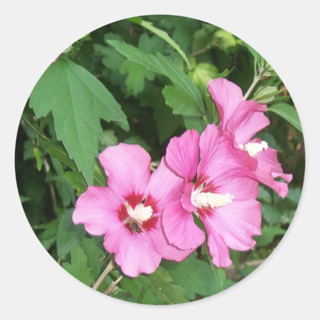 Rosa Blume Rose Sharon mit Biene Runder Aufkleber (Vorderseite)