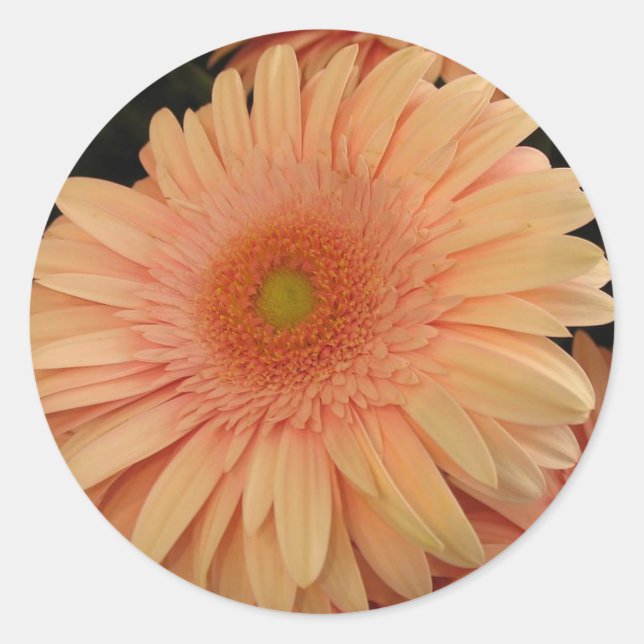 Rosa Blume Runder Aufkleber (Vorderseite)