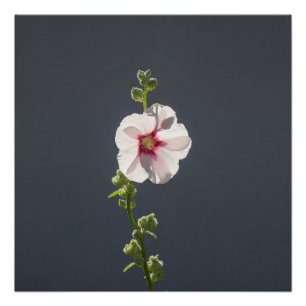 Rosa Blume Schwarze grüne Blätter auf dunkelgrau Poster