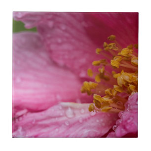 Rosa Blume Stamens Fliese