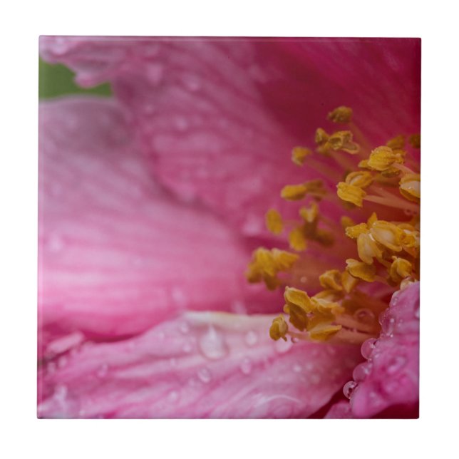 Rosa Blume Stamens Fliese (Vorderseite)