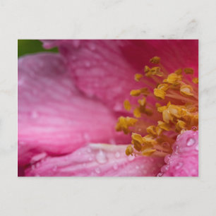 Rosa Blume Stamens Postkarte