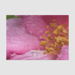 Rosa Blume Stamens Seidenpapier