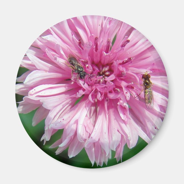 Rosa Blume und Bug Magnet (Vorne)