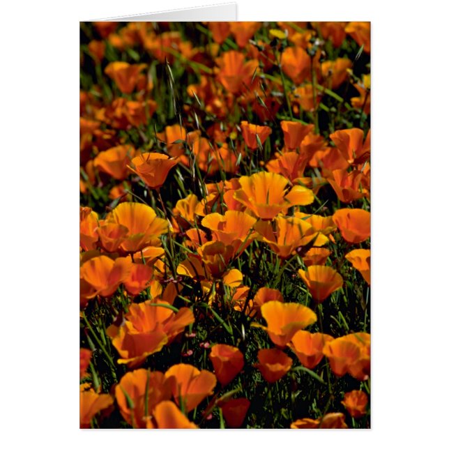 Rosa Blumen der Mohnblumen-Blumen (Vorne)