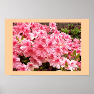 Rosa Blumen Foto Poster