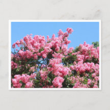 Rosa Blumen gegen einen blauen Himmel Botanische P