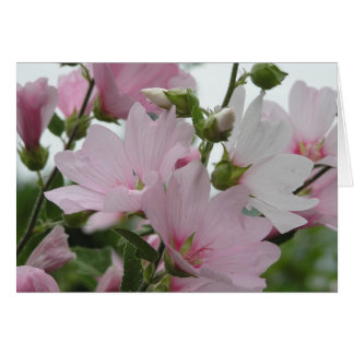 Rosa Blumen Impatiens Familie