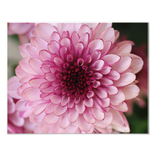 Rosa Blumen-photographischer Druck