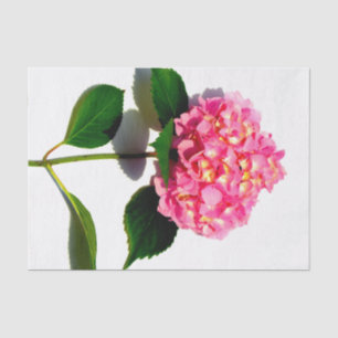 Rosa Blumen Rosa Hydrangea Seidenpapier