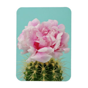 Rosa Blüte auf stacheligem Kaktus Magnet