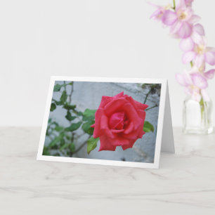 Rosa Blüte gegen weiße Wand Karte