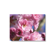 Rosa Blüte japanischer Kirschblüten Kunst