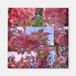 Rosa Blüte Magnet
