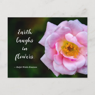 Rosa Blüte mit Tautropfen Naturfotografie Postkarte