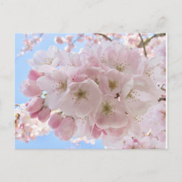 Rosa Blüten blauer Himmel. Postkarte