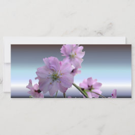 Rosa Blüten der Kirschblüte