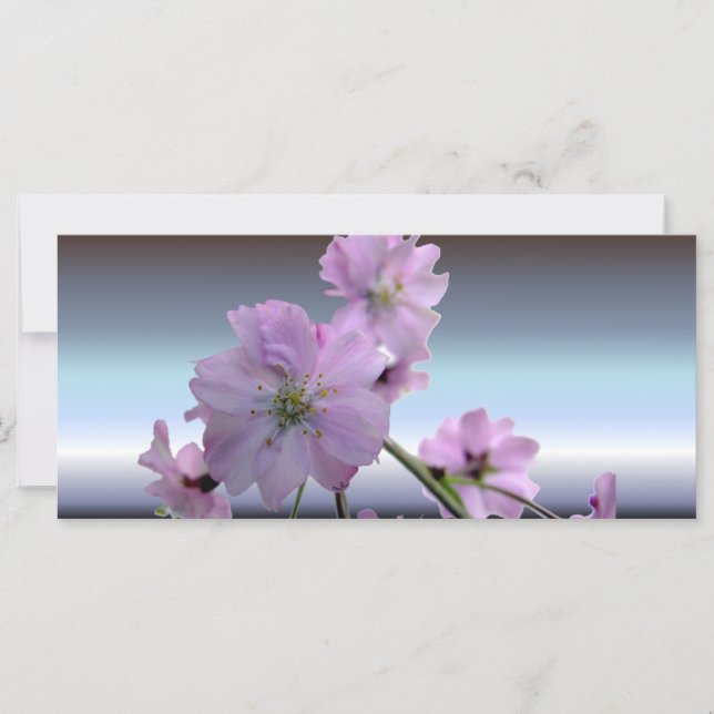 Rosa Blüten der Kirschblüte (Vorderseite)