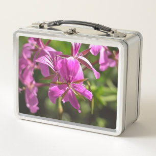Rosa Blüten eines Efeu-blättrigen Geraniums Metall Brotdose