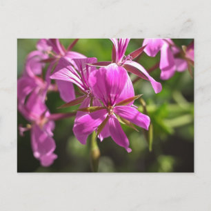 Rosa Blüten eines Efeu-blättrigen Geraniums Postkarte