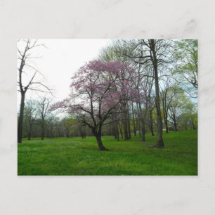 Rosa Blüten Postkarte