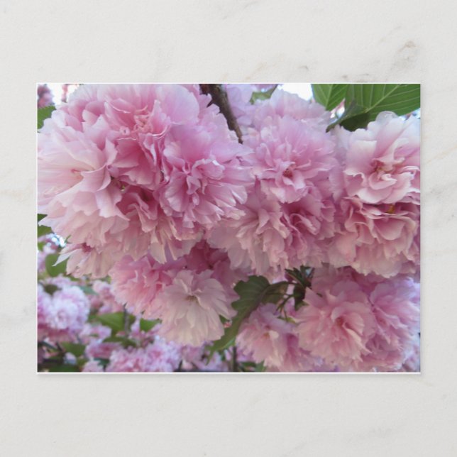 Rosa Blüten Postkarte (Vorderseite)