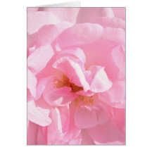 Rosa Blütenblätter