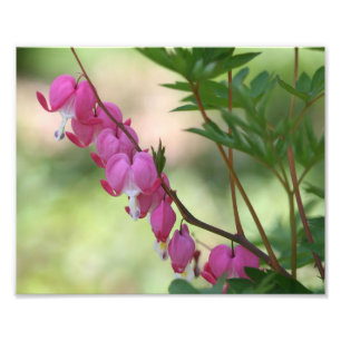 Rosa blutende Herzen 10x8 Blume Fotodruck