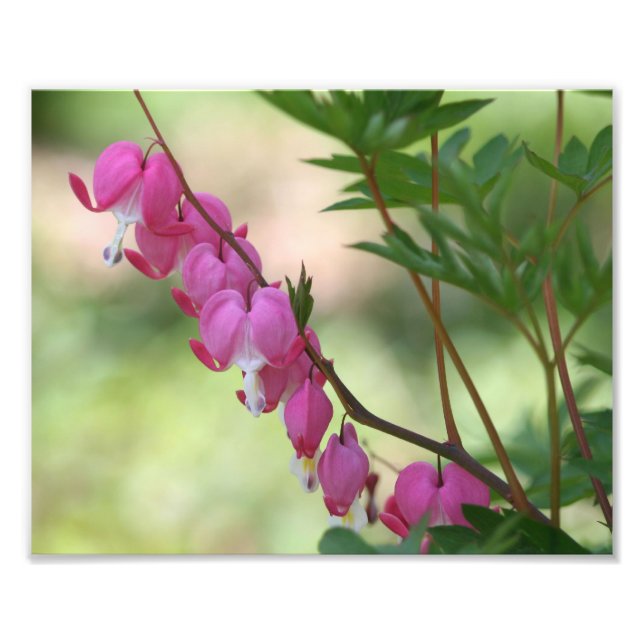 Rosa blutende Herzen 10x8 Blume Fotodruck (Vorne)