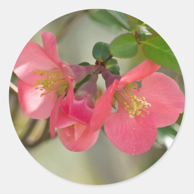 Rosa Blütenglühen Runder Aufkleber (Vorderseite)