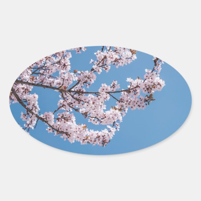Rosa Blütenhimmel Ovaler Aufkleber (Vorderseite)