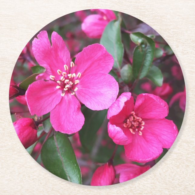 Rosa Blütenkrabapfel Runder Pappuntersetzer (Vorderseite)