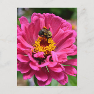 Rosa Blütenmaus-Blume Postkarte