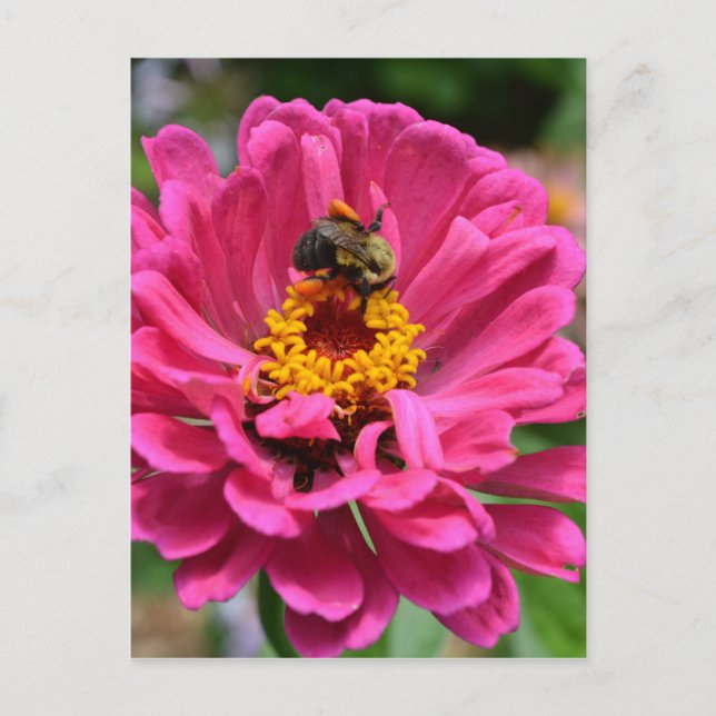Rosa Blütenmaus-Blume Postkarte (Vorderseite)