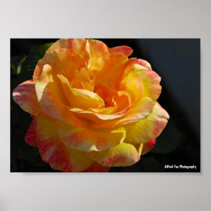 Rosa Blütenrosa Pink und Gelb Poster