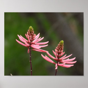 Rosa Blütenstände Naturfotografie Poster