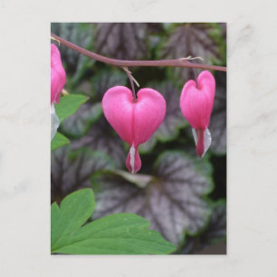 Rosa Blutungen Herz Postkarte