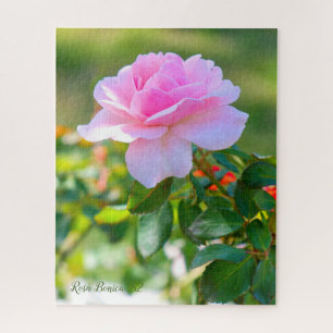 Rosa Bonica '82