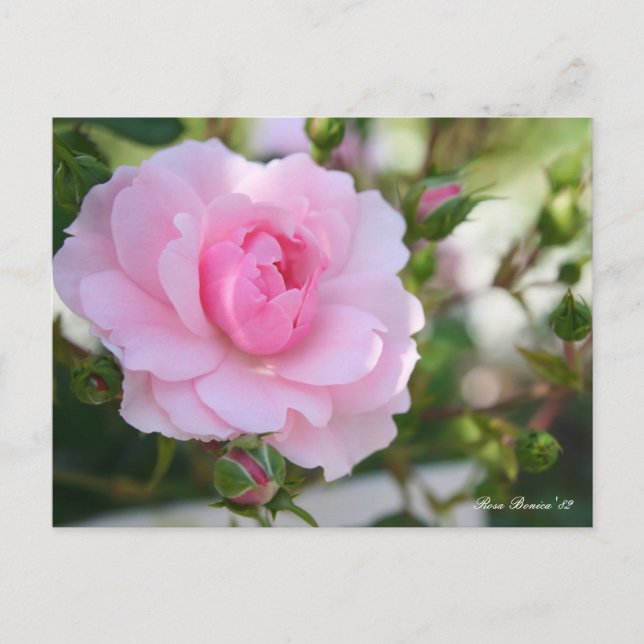 Rosa Bonica '82:Postcard Postkarte (Vorderseite)
