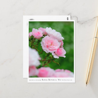 Rosa Bonica '82 Postkarte