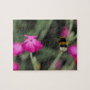 Rosa botanische Blume und Biene Naturfotografie