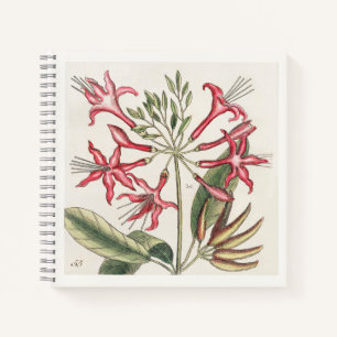 Rosa botanische Illustration Kunst des 18. Jahrhun Notizbuch