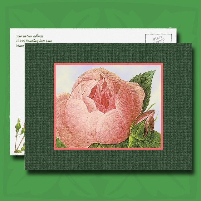 Rosa botanische Rose bearbeitbare Rücksendeadresse Postkarte (Pink Botanical Rose Postcard)