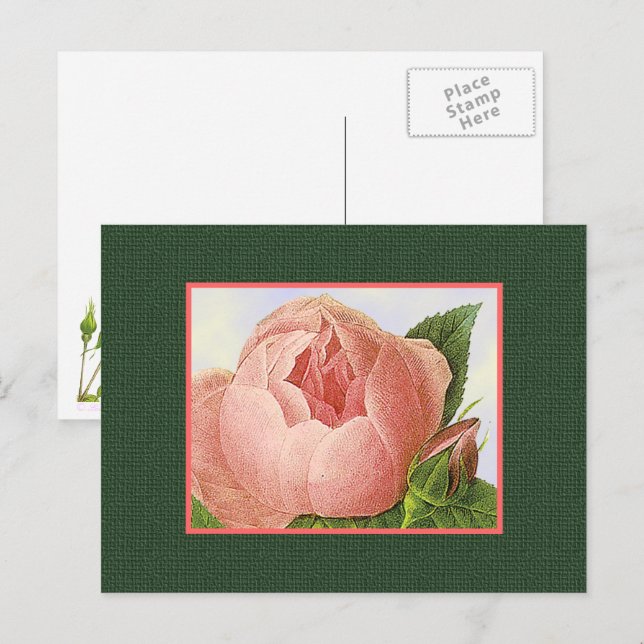 Rosa Botanische Rose Leere Kunst Postkarte (Vorne/Hinten)