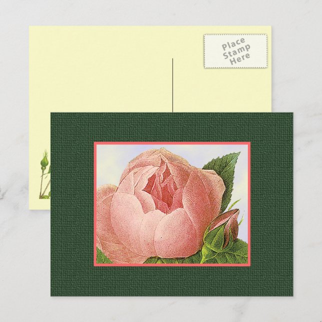 Rosa Botanische Rose Leere Postkarte (Vorne/Hinten)