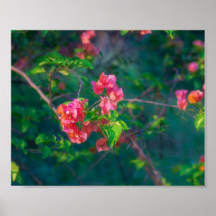 Rosa Bougainvillea-Blumen-Fotografie-Wandkunst Pos Poster