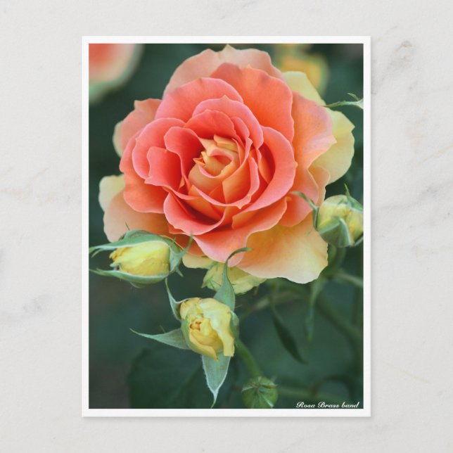 Rosa Brass Band: Postcard Postkarte (Vorderseite)