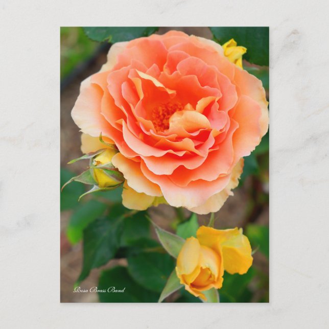 Rosa Brass Band [Postkarte] Postkarte (Vorderseite)